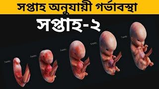 গর্ভাবস্থার দ্বিতীয় সপ্তাহ। সপ্তাহ অনুযায়ী গর্ভাবস্থা-২। গর্ভাবস্থার দ্বিতীয় সপ্তাহে শিশুর বিকাশ।