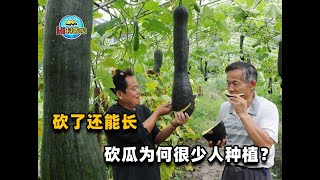 一颗“砍瓜”能吃一辈子，吃多少砍多少！永不腐烂的原因是什么？