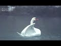 3HRS - The Swan (Saint-Saëns), Most Peaceful & Beautiful Piano Music, Relaxing Piano, Poetic, Calm