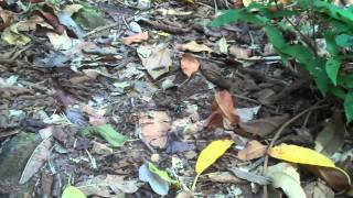 Tails of Wildlife: Tails of Panama: Green and Black Poison Dart Frog: Isla Taboga, Panama