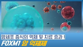 암세포의 증식을 억제 및 치료하는데 효과적인 FOXM1 암억제제 (암세포 억제, 암세포 증식)