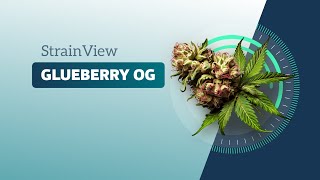 Glueberry OG - StrainView