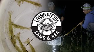 Catching Brown Shrimp on Cape Cod | Living Off the Land and Sea #5