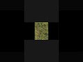 Go touch grass. #edit #minecraft #viral #transition