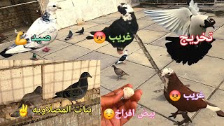 صيد 💪وحطن علينه غربه😡تخريج الجيكي✌️وصورتلكم بنات المصلاويه ☺️مطيار الحمر والزواجل والارافل🫶تفاصيل 👍