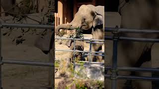 東山動物園のゾウさん🦣うららも現る🐘💫  #ゾウ #elephant #東山動物園