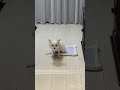 シートの上でおしっこ成功！犬のしっぽちゃん