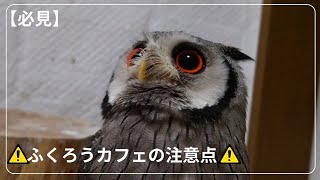 【絶対見て】ふくろうカフェに行く前に見る動画