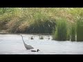 great white egret rspb rainham marshes 29.07.22