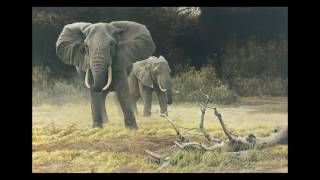 #13  Elephant Cow and Calf by Robert Bateman