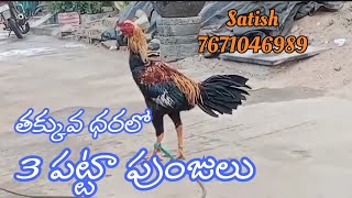 తక్కువ ధరకు 3 డబుల్ బాడి పట్టా పుంజులు #chickenfarming#trending