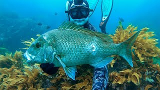 Personal Best Speared Snapper - plus Moreton Bay bug!