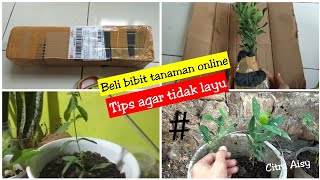 Beli bibit tanaman online\\\\ tips agar tanaman tidak layu