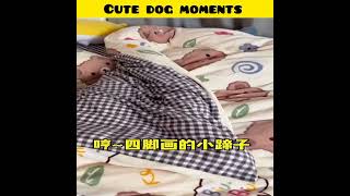 Cute dog moments | Part-79| funny dog videos in Bengali| #shorts #shortvideo #funny