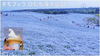 【ネモフィラ絶景】ひたち海浜公園