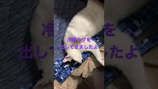 ひんやりラグの出番