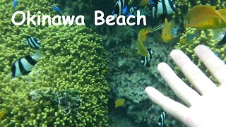 Okinawa Beach Snorkeling in natural ocean with tropical fish at Bisezaki Beach, Motobu [Short ver]