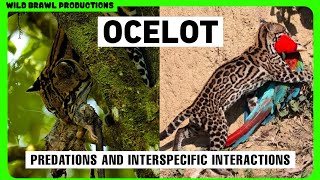 Ocelot VS Jaguar, Puma, House Cat, Tayra, Fox, Anaconda, Coati, Peccary, Tamandua, Skunk, Tegu etc