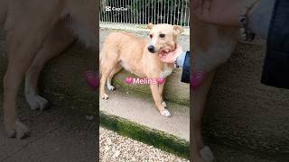 Sweet Little Melina Is Still Looking For A 4Ever Family | Furry Rescue Italy #shorts #help #dog