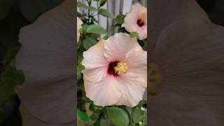 #hibiscus #flowers #shortvideo #beautiful #youtube