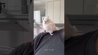 ななちゃん 肩の上で寝ちゃう☺️ #オカメインコ #cockatiel