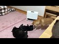 猫の頭をナデナデする柴犬 これは、なでているのでしょうか？いいえ違います。