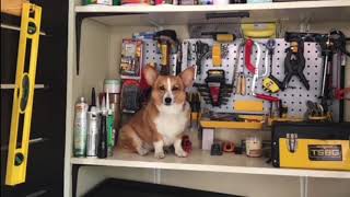 Kody Sassy Corgi