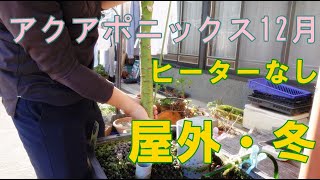 屋外設置の自作アクアポニックスを冬仕様にしました【ヒーター無し】/Made my own aquaponics for winter