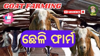 ଛେଳି ଫାର୍ମ ||  Goat Farming || Bonda Hills || Malkangiri || Odisha || #efarmingodisha #goatfarm