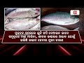 ଫିକା ପଡିଛି ଇଲିଶି ବଜାର balasore hilsa fish