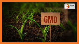 KALRO \u0026 AATF seeks approval to sell GMO maize