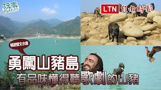 野生山豬懂歌劇！300元遊艇環湖賞景、探訪嘉義水庫秘境「山豬島」