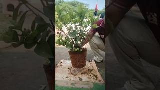 పువ్వులు, కాయలు, ఫలించని సమయంలో...#plants #share #yt #tips #shorts #telugu #gardening