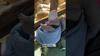 덜 추울때 또 보자 양들아🐏🐑🦙