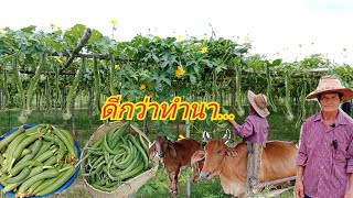 เกษตรทำเงิน1ไร่ปลูกบวบขายรายได้ดีกว่าทำนาหลายเท่า|กบปลาพารวย