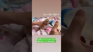 ミドくん🌱のミルクうまうまTime🍼　#kitten #子猫 #保護猫 #shorts