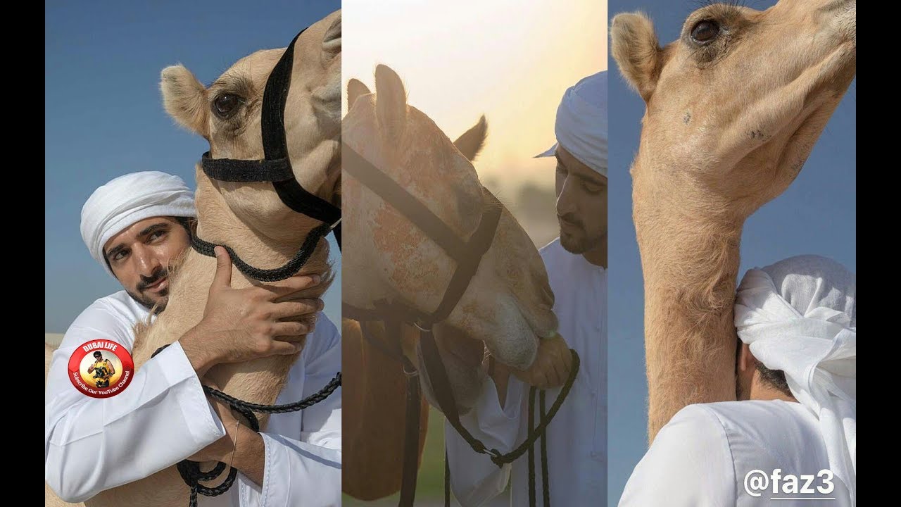 Sheikh Hamdan Playing With Camel - YouTube