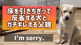 床を引きちぎって反省する犬とガチギレする父親 “I’m sorry. ”