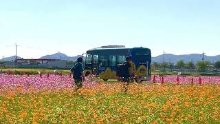 🟡【突撃カメラマン】「花のじゅうたん 🌸❗️」 ー 『ひまわりの丘公園』を訪れる❣️① ー