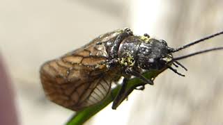 Caddisflies - Vorflugur  - Vatnaskordýr - Pöddur