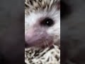 背中はやめて❗ shortvideo shorts short ハリネズミ ペット 小動物 はりねずみ hedgehog