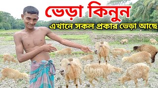 অনেক গুলো ভেড়া ও ভেড়ার বাচ্ছা | ভেড়া