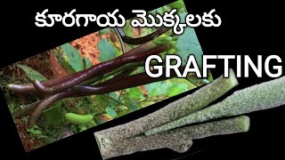 231. How to do grafting for vegetable plants.