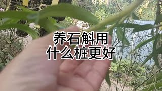 养石斛养什么桩更好 #石斛种植 #种石斛木桩