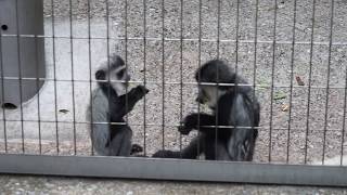 ふたりの赤ちゃん・その２　葉っぱとられた！　アビシニアコロブス　上野動物園　2019.7.3