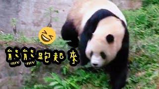 圓寶走來走去沒有看到點心，突然小跑步|熊貓貓熊The Giant Panda Yuan Yuan and Yuan Bao|台北市立動物園