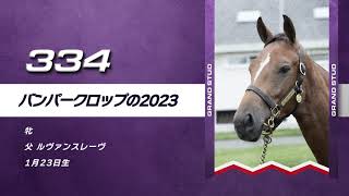 【オータムセール2024】334　バンパークロップの2023