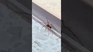 False widow spider Steatoda grossa crawling on the ground