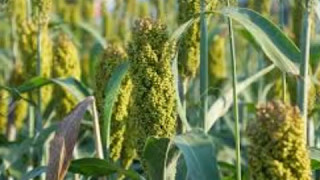 Why Millet and Sorghum are Good for Africa