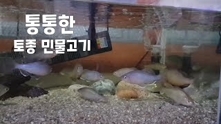 토종 민물고기 줄납자루,칼납자루,큰납지리,모래무지 밥 달라고 아우성